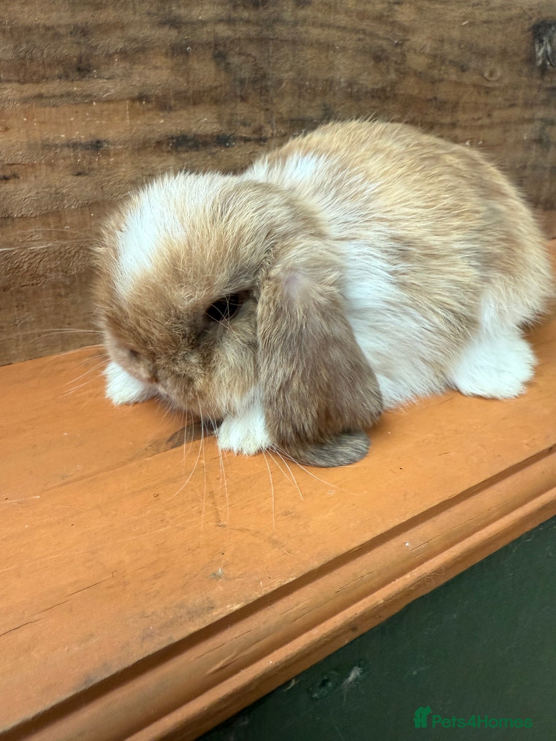 Mini Lop rabbits for sale: MINI LOP BUNNIES PEDIGREE  - Image 37