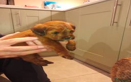 Mixed Breed dogs for sale: Border Terrier cross Cockapoo  - Advert 6