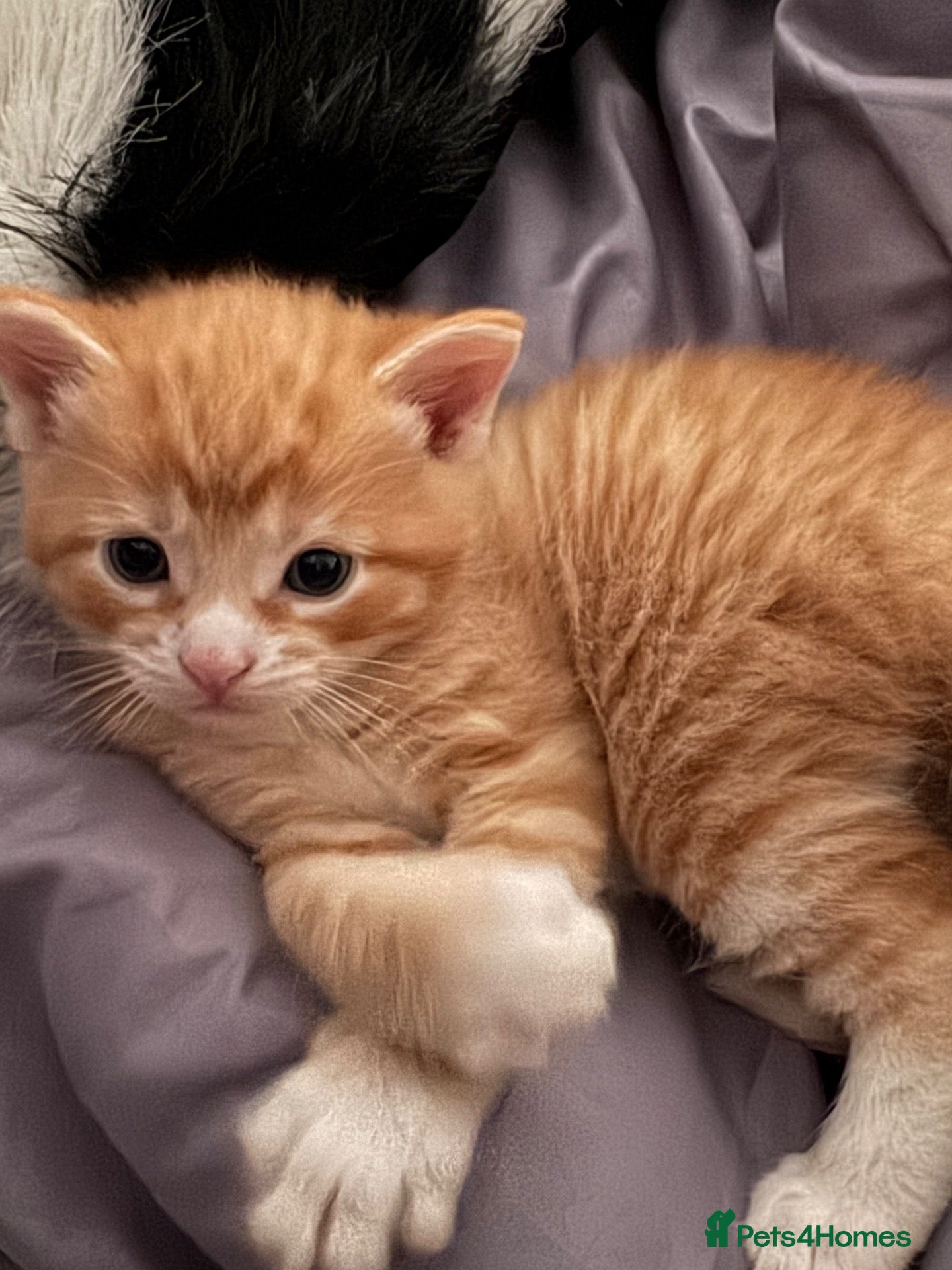 Mixed Breed cats Michka, mochka ,  - Advert 1