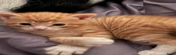 Mixed Breed cats for sale: Michka, mochka ,  in Brentford - Advert 1