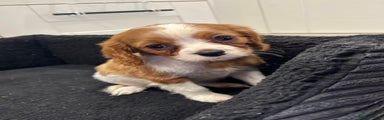 Cavalier King Charles Spaniel Puppy 3