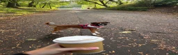 Boxer dogs for stud: STUD AVAILABLE - Advert 2