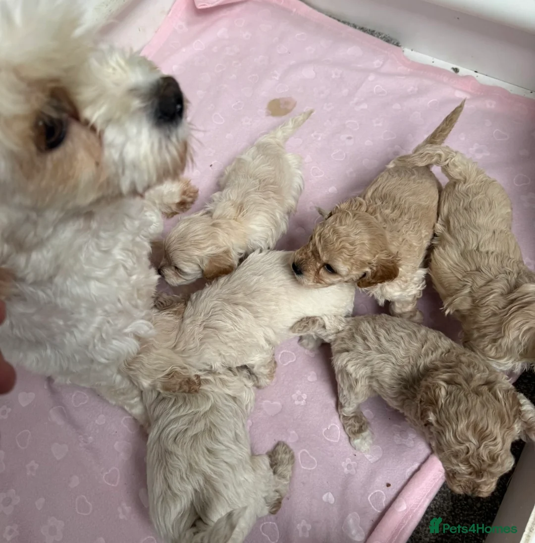 Cavachon dogs for sale: Beautiful F1B Cavapoochons  - Advert 1