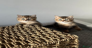 British Shorthair cats ⭐️TICA registered British Shorthair kittens⭐️ - Advert 13