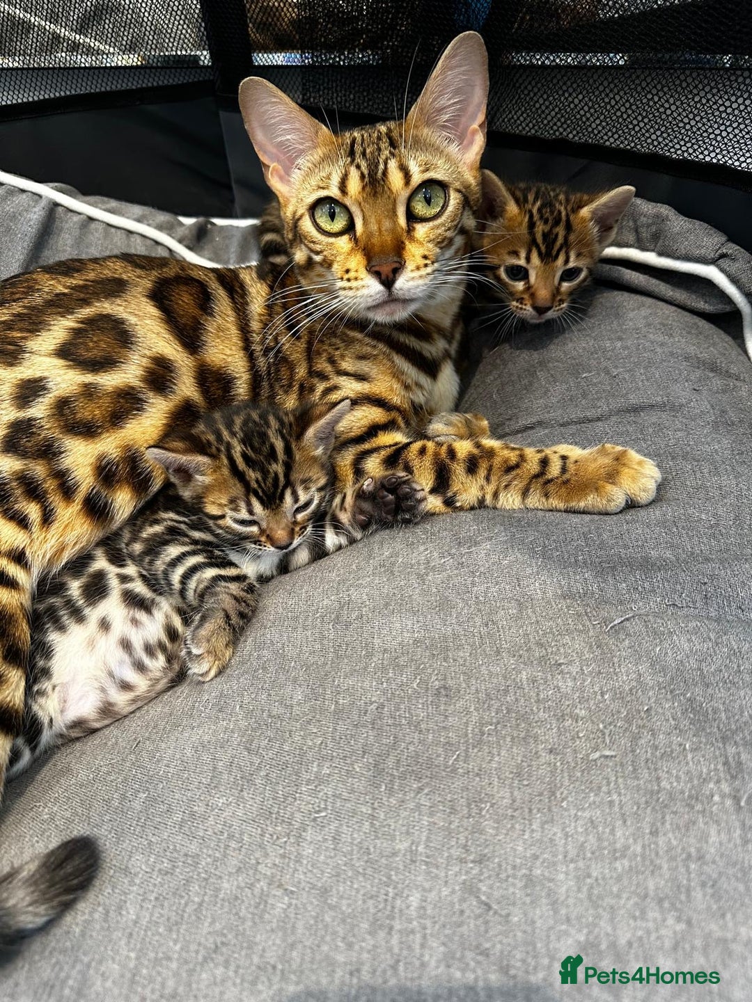 Bengal cats for sale: 🌟 READY 28 JAN - EXCEPTIONAL BENGAL KITTENS 🌟 - Advert 6
