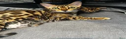 Bengal cats for sale: 🌟 READY 28 JAN - EXCEPTIONAL BENGAL KITTENS 🌟 - Advert 6