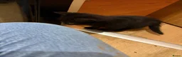 Mixed Breed cats for sale: Kittens in Leeds - Advert 8