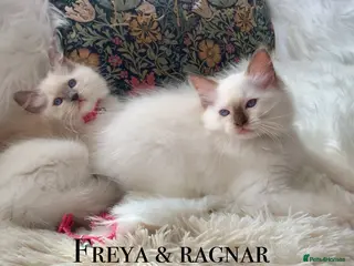 Ragdoll cats Gccf Anne Baker lines champion Ragdoll kittens - Advert 1