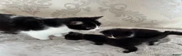 Domestic Shorthair cats for sale: 2 female kittens looking for there forever home - Advert 1