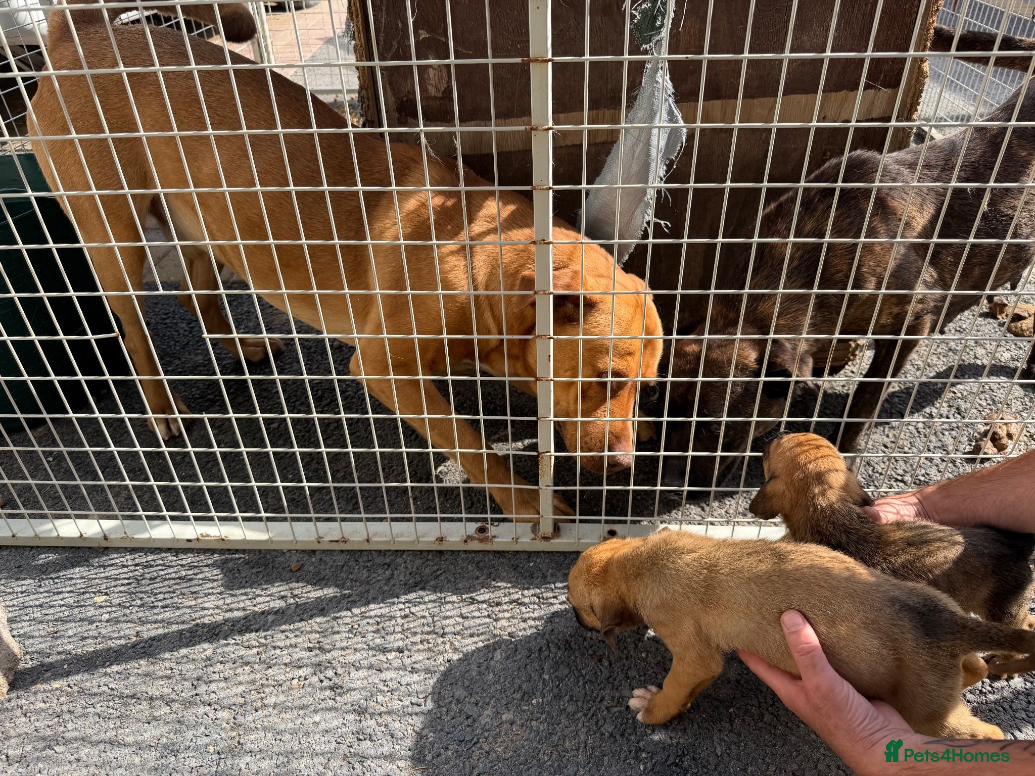 Mixed Breed dogs Puppies Ready to go the 31st - Advert 2