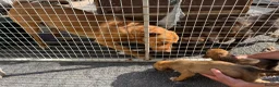 Mixed Breed dogs for sale: Puppies Ready to go the 31st - Advert 2