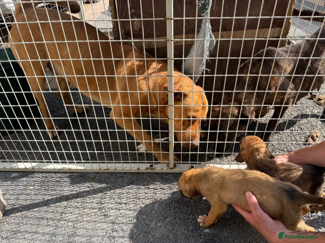 Mixed Breed dogs for sale: Puppies Ready to go the 31st - Advert 2