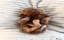 Miniature Dachshund dogs for sale: 🖤🐶Beautiful Miniature Dachshund Puppies🖤🐶!! - Image 31