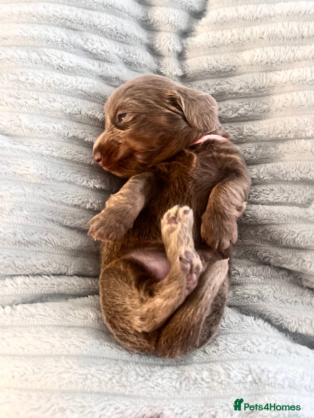 Miniature Dachshund dogs for sale: 🖤🐶Beautiful Miniature Dachshund Puppies🖤🐶!! - Image 31