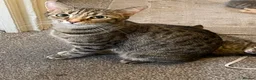 Mixed Breed cats for sale: Bengal×BritishShorthair Mixed Kittens- Male&Female - Advert 2