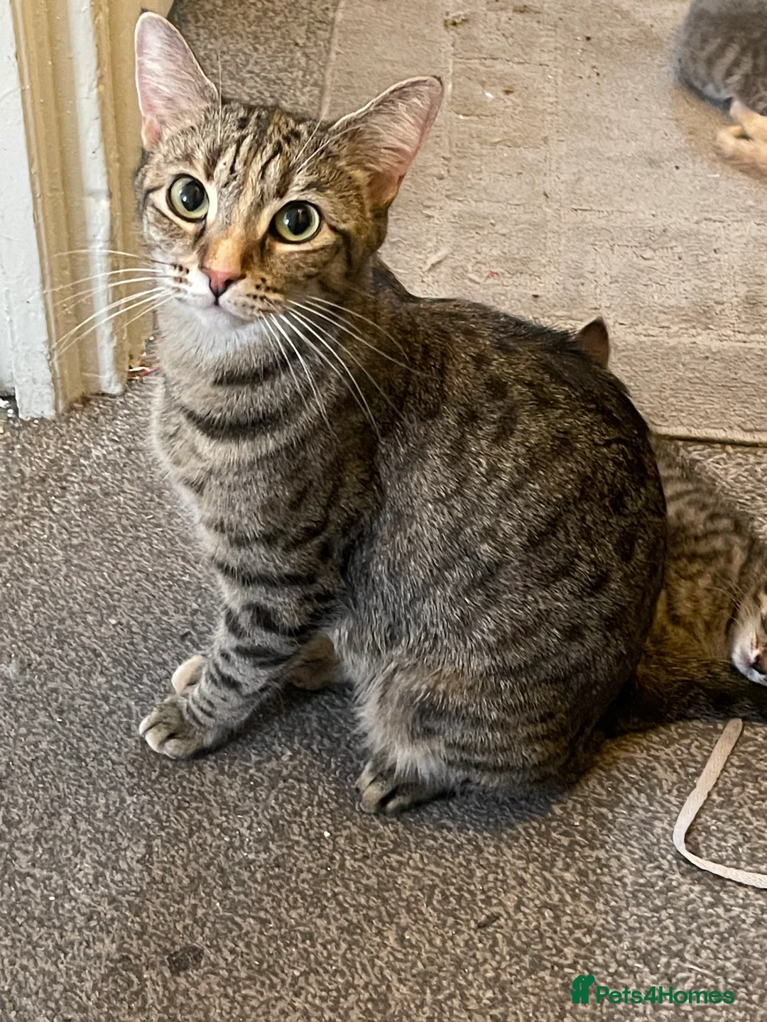 Mixed Breed cats for sale: Bengal×BritishShorthair Mixed Kittens- Male&Female - Advert 2