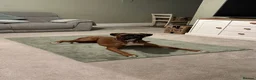 Boxer dogs for stud: Boxer Stud - Advert 7