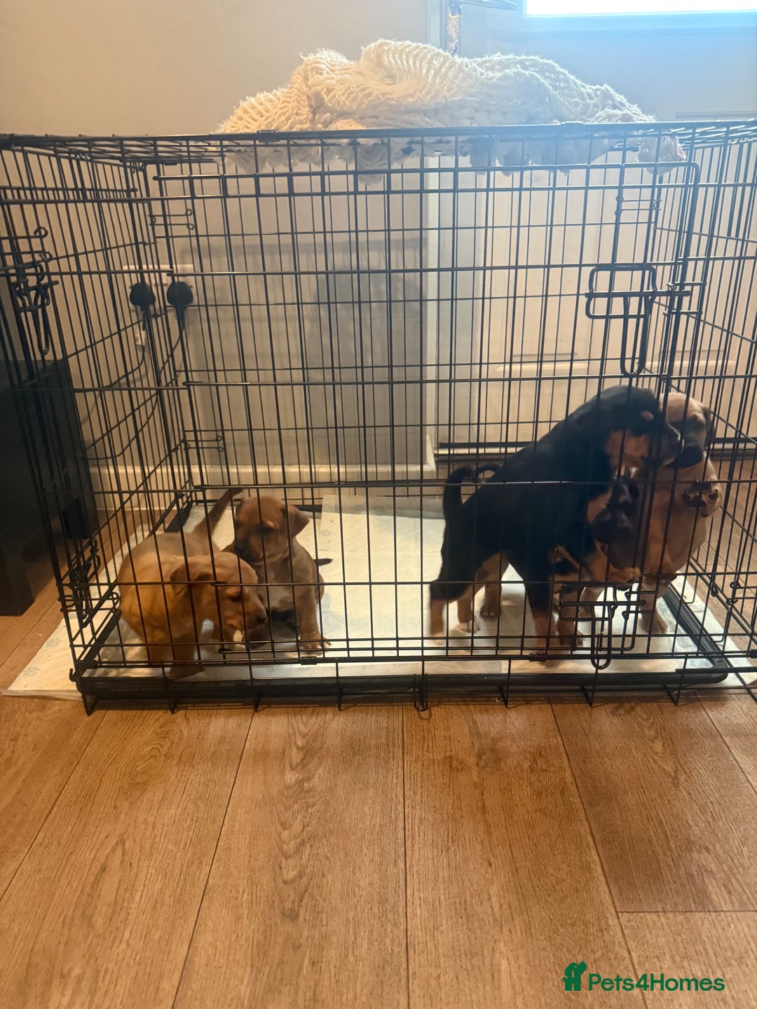 Mixed Breed dogs for sale: Rottweiler cross saluki puppies  - Image 5