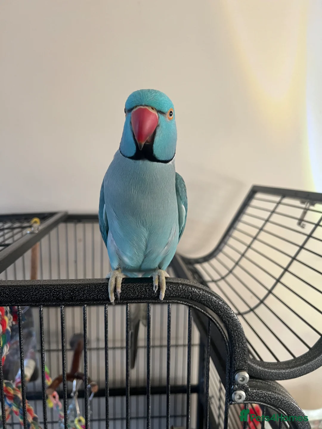 Ringnecks birds for sale: Ring neck  in Manchester - Advert 2