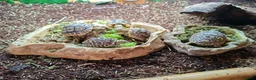 Tortoise reptiles for sale: Leopard tortoise hatchlings - Advert 10