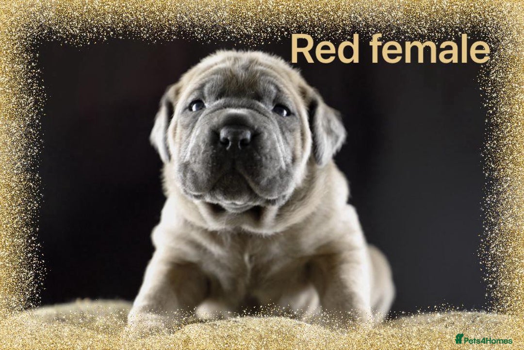 Cane Corso dogs for sale: Elite Formentino Cane Corso puppies - Advert 7