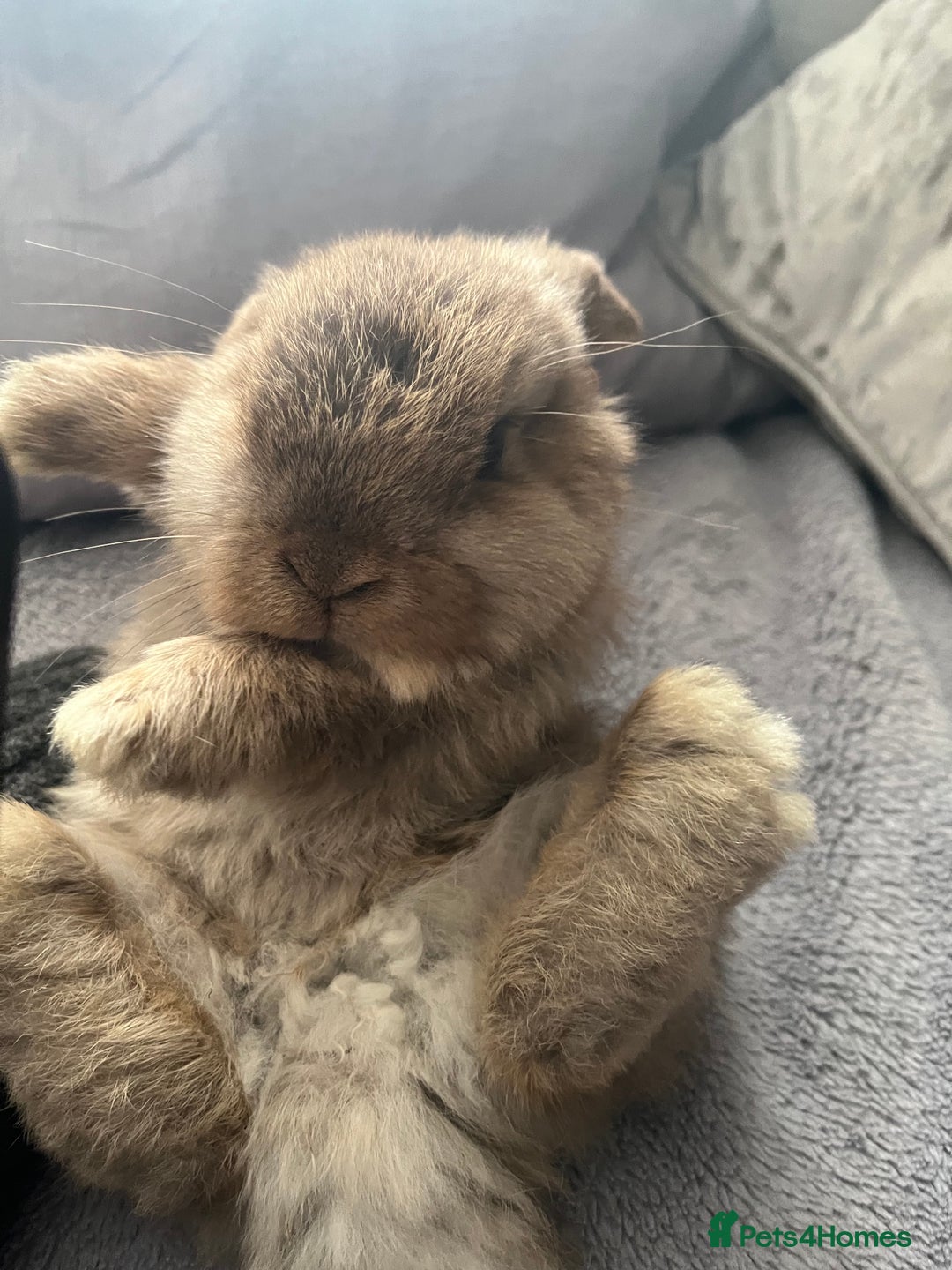 Mini Lop rabbits for sale: Mini lop rabbit - Advert 15