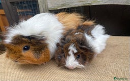 Guinea Pig rodents for sale: Lovely mum and baby girl  - Image 3