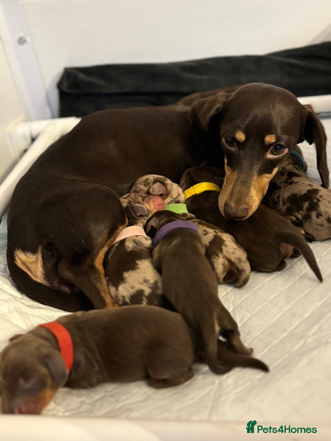 Miniature Dachshund dogs for sale: Last 2 Miniature Dachshund Pups Ready 23rd Dec! - Advert 20