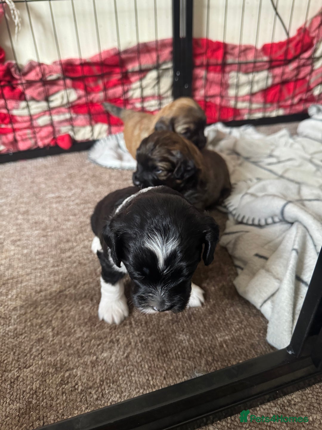 Shihpoo dogs for sale: 4 shihpoo males  in Telford - Image 6