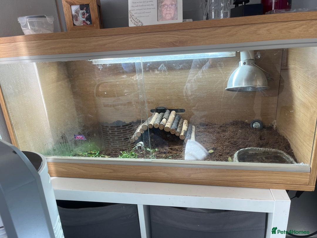 Tortoise reptiles for sale: Baby red foot tortoise  - Image 4