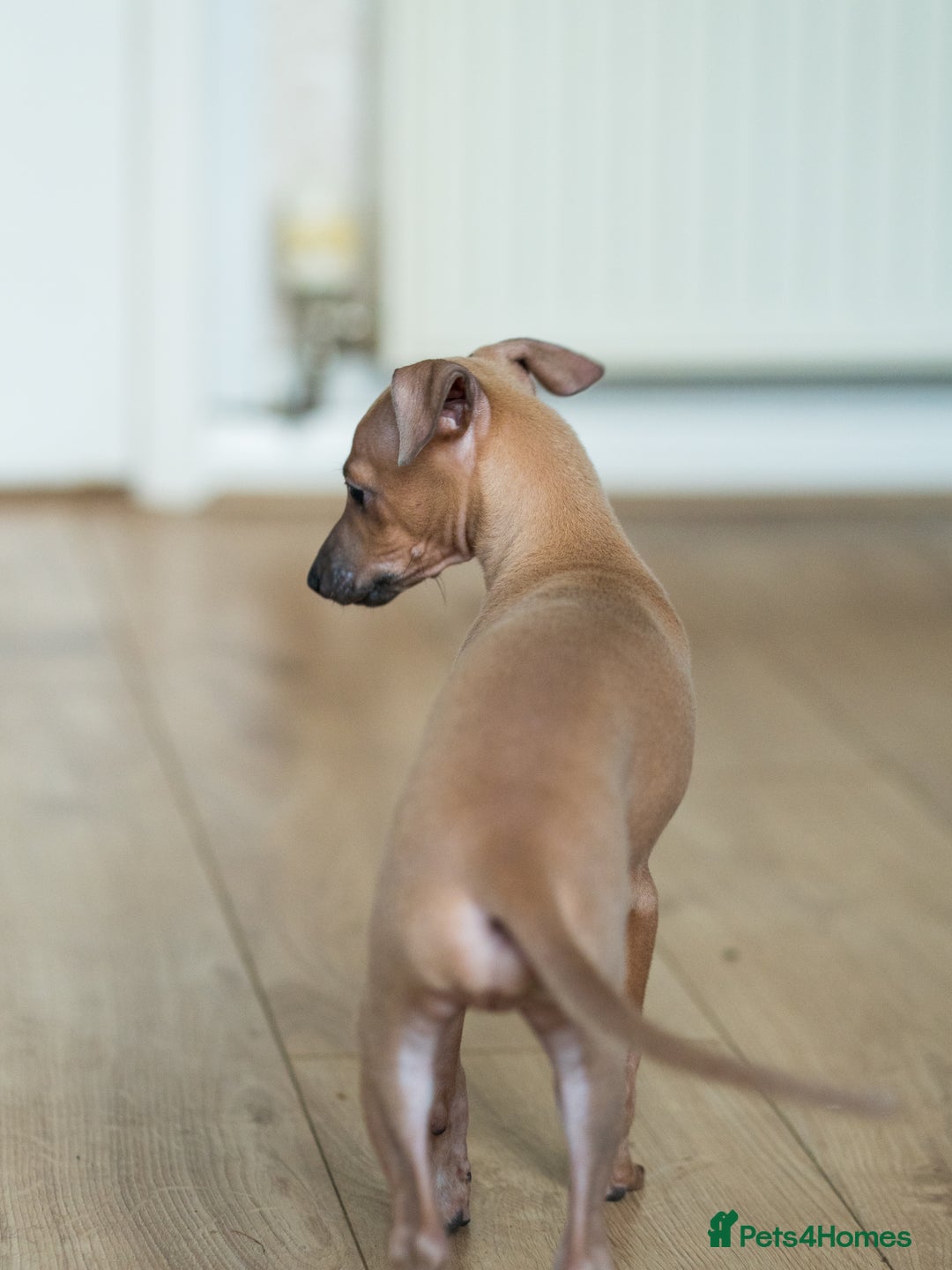 Italian Greyhound dogs for sale: Beautiful Italian greyhounds  - Advert 3