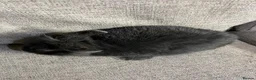 Lionhead rabbits for sale: Lion head  - Advert 6