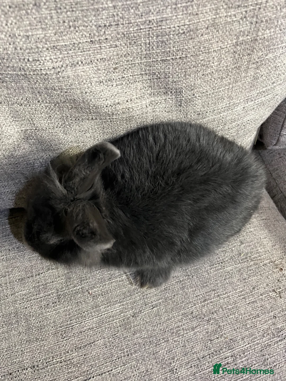 Lionhead rabbits for sale: Lion head  - Advert 6