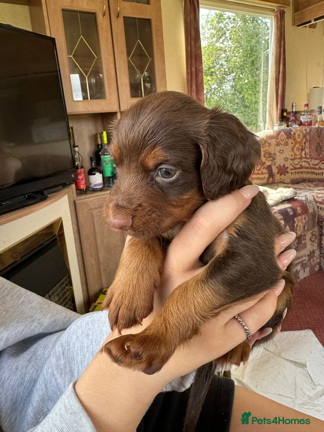 Cocker Spaniel dogs for stud: KC REGISTERED RED COCKER SPANIEL STUD PROVEN in Southampton - Advert 6