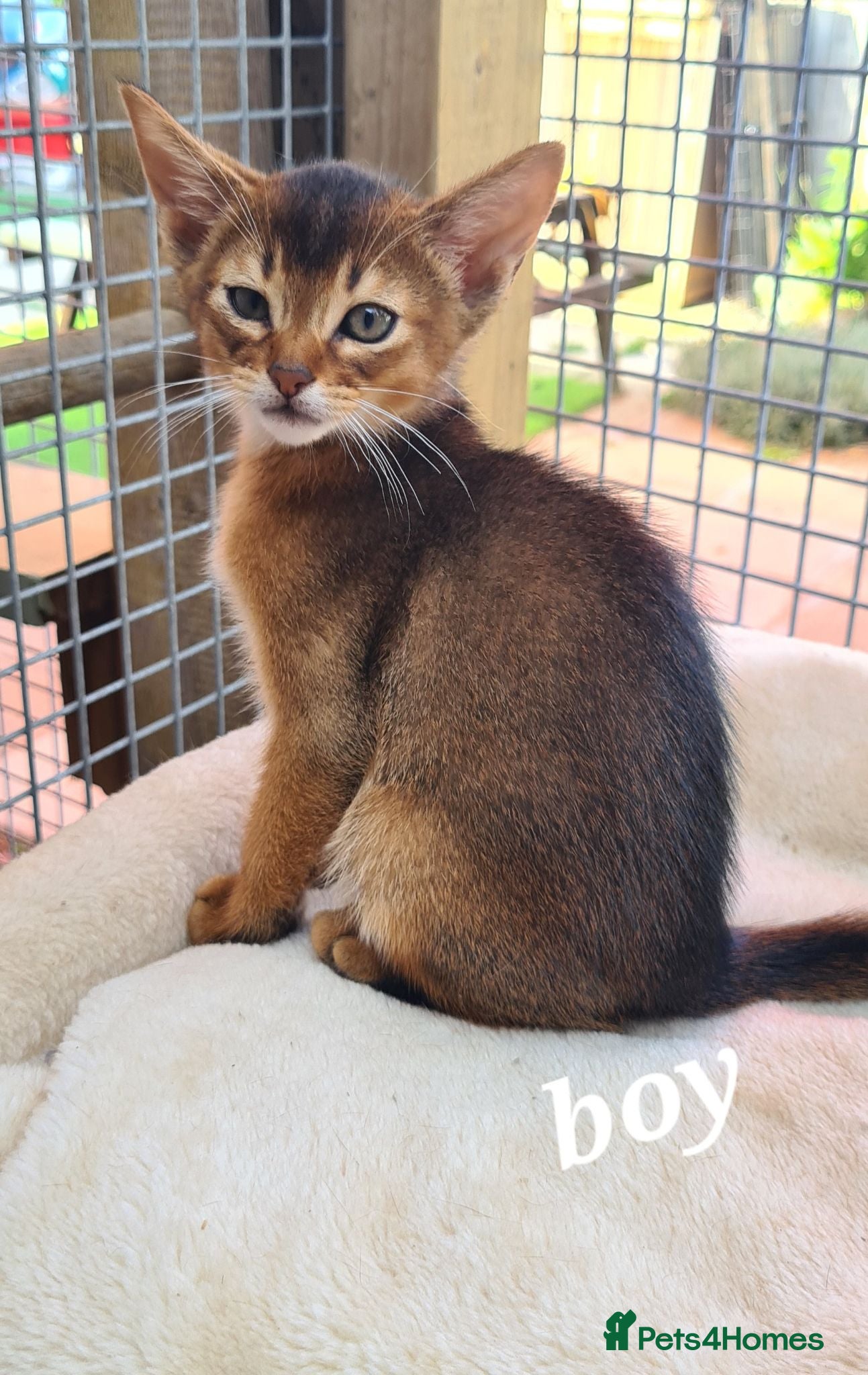 Abyssinian cats Pedigree tica reg Abyssinians - Advert 5