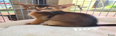 Abyssinian 1