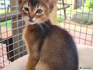 Abyssinian cats Pedigree tica reg Abyssinians - Advert 1