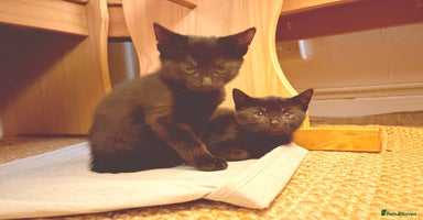 British Shorthair cats - Advert 4