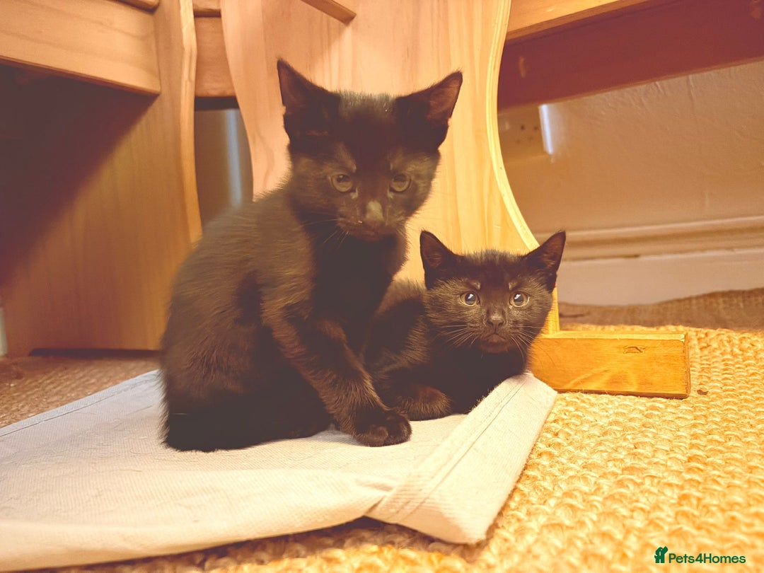 British Shorthair cats for sale: 2 Black Female kittens Ready to go - Image 2