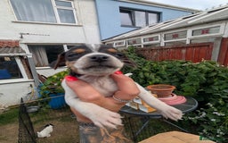 Jack Russell dogs for sale: Jack Russell puppys - Image 10