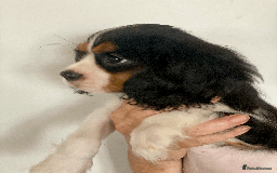 Cavalier King Charles Spaniel dogs for sale: K.C Registered Cavalier King Charles  in Bedford - Image 1
