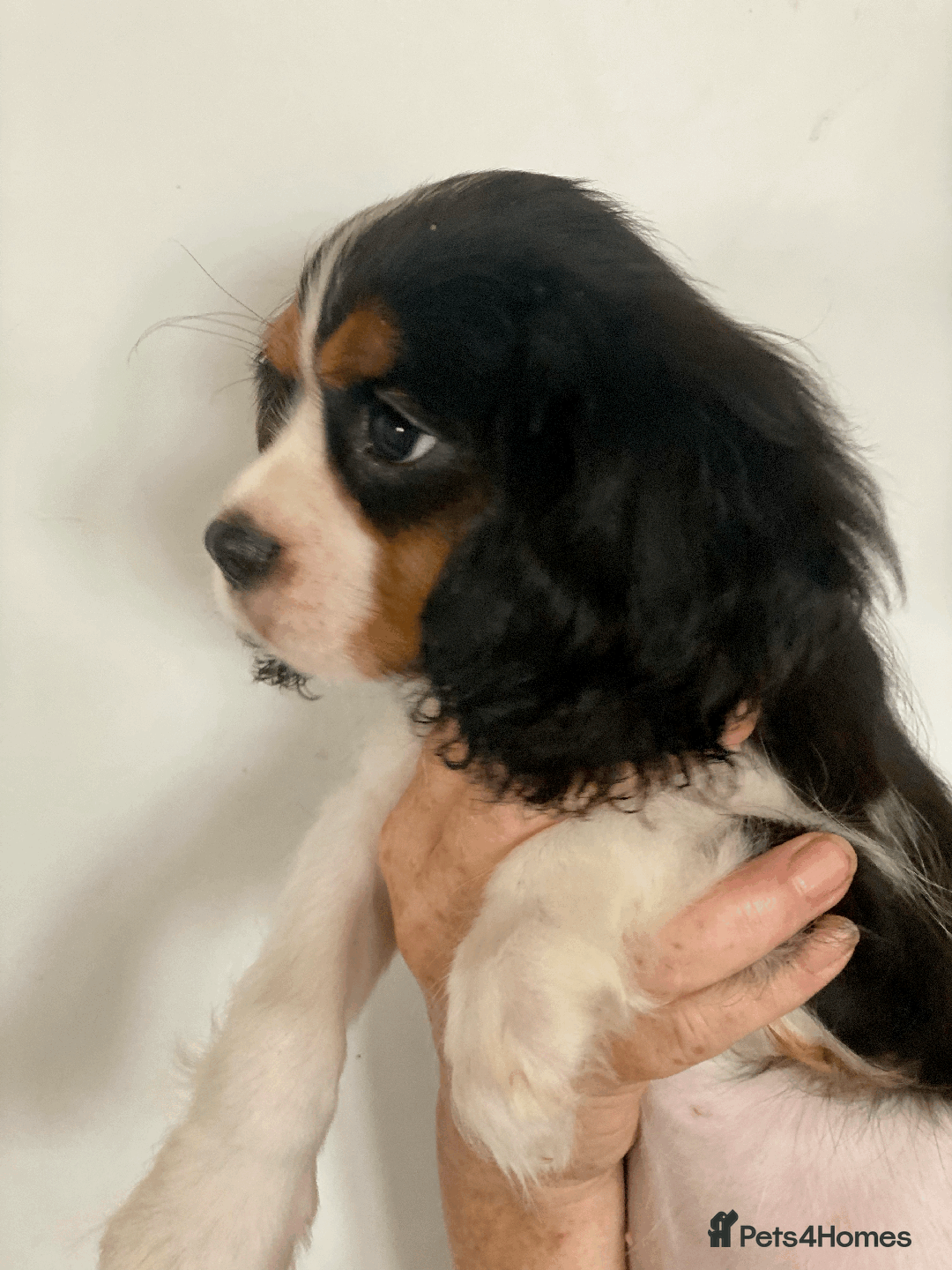 Cavalier King Charles Spaniel dogs for sale: K.C Registered Cavalier King Charles  in Bedford - Image 1