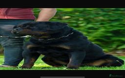 Rottweiler dogs for sale: Pure German Rottweiler Male For Sale  - Image 1