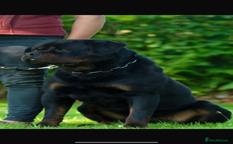 Rottweiler dogs - Advert 1