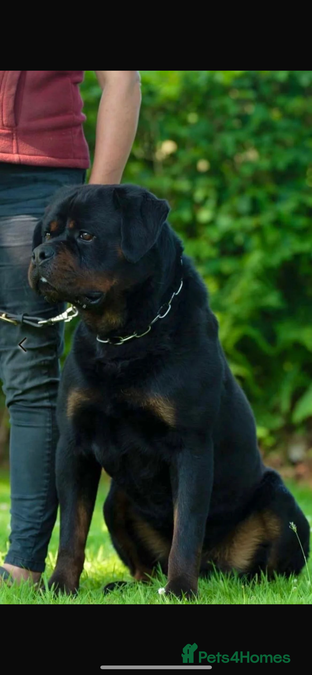 Rottweiler dogs for sale: Pure German Rottweiler Male For Sale  - Image 1