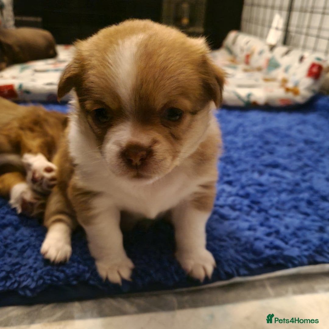 Mixed Breed dogs for sale: Pomchi x shih-tzu/ chihuahua  - Image 2