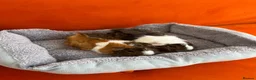 Guinea Pig rodents for sale: 4months, female, inc cage & accessories - Advert 5