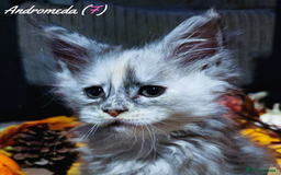 Maine Coon cats for sale: TICA Registered Kittens for Sale  - Image 26