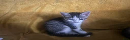 Mixed Breed cats for sale: GORGEOUS KITTENS  - Advert 20