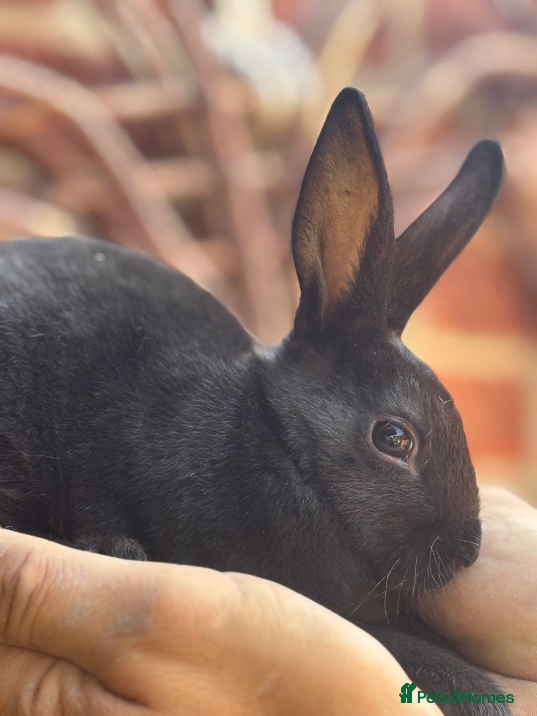 Rex rabbits for sale: Standard and mini Rex  - Image 2